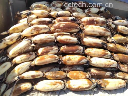 新鲜莲藕实物图展示其自然色泽与质地