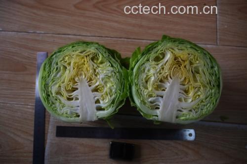 西兰花特写
