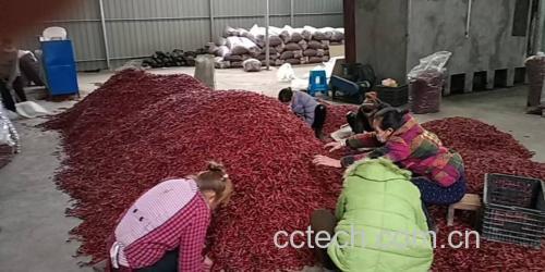 辣椒加工流程图