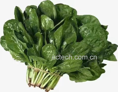 菠菜与鸡汤搭配示意图