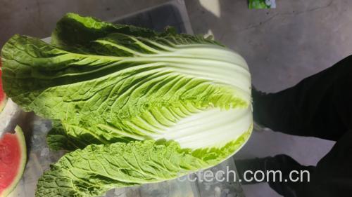 黄心白菜营养成分表