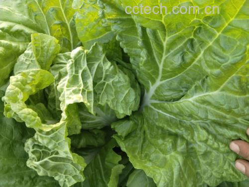 白菜在炒制过程中叶片变白