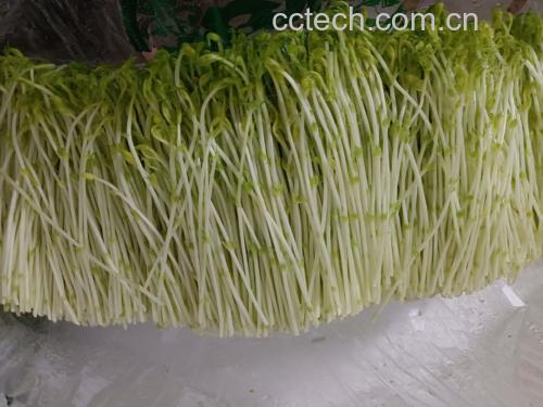 黄瓜与绿豆芽拼盘