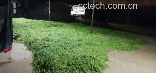 青豌豆加工流程图