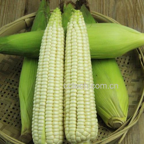 蒸熟的玉米棒子搭配小碟酱料摆放在竹盘中