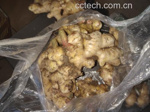 饮用场景图:晨光中,一位30岁左右女性手持温热大黄姜水(琥珀色液体,杯壁凝结微小水珠),置于木质餐桌,旁置鲜大黄姜块与计时器(显示4:30),背景虚化突出产品真实性