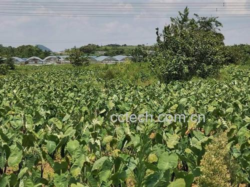 农家菜园中的毛芋头植株与白萝卜田间生长场景