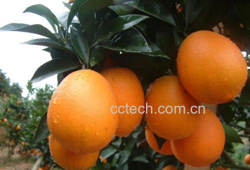 纽荷尔脐橙横切面结构展示