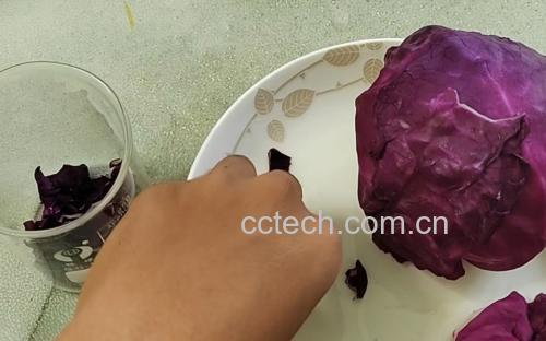 羽衣甘蓝青提预处理特写:左手持去梗羽衣甘蓝嫩叶,右手持小刀轻划青提表皮,背景为冰水盆与厨房纸卷