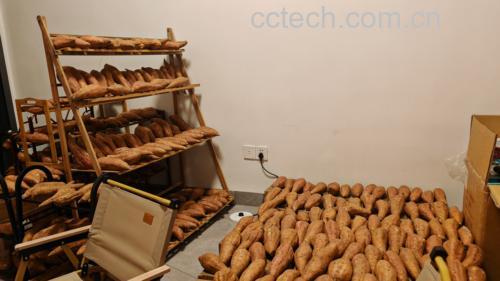 商薯19的储存环境展示图