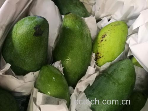 大青芒催熟过程示意图