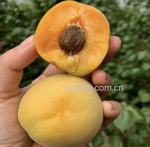 凯特杏果肉切面展示