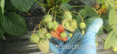 红颜草莓种植园实景图