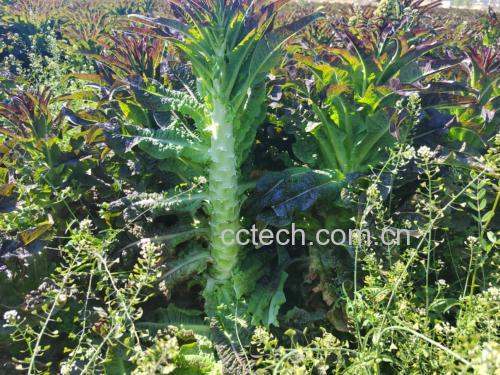 红菜苔田间种植图