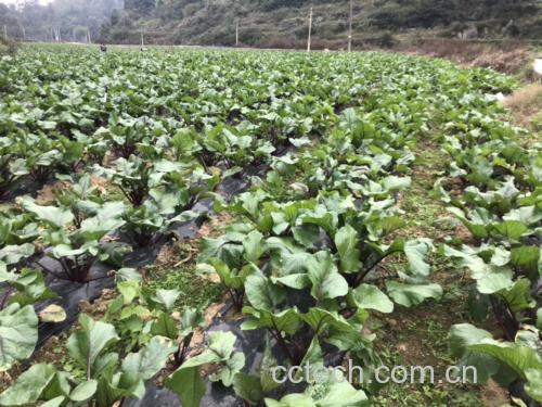 红菜苔田间生长实景图