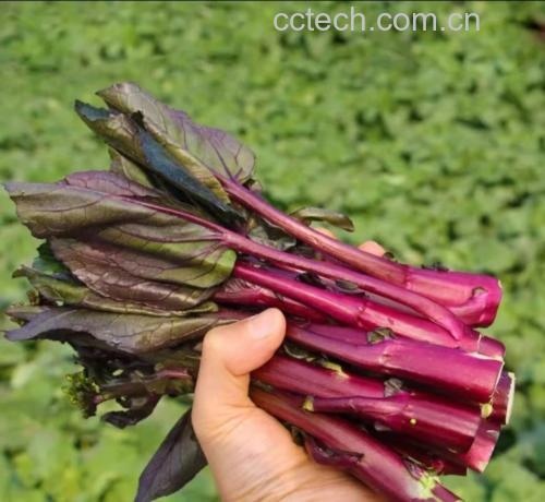 红菜苔特写