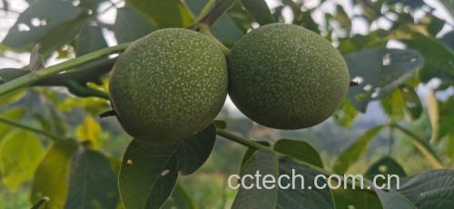 青皮核桃去皮过程示意图