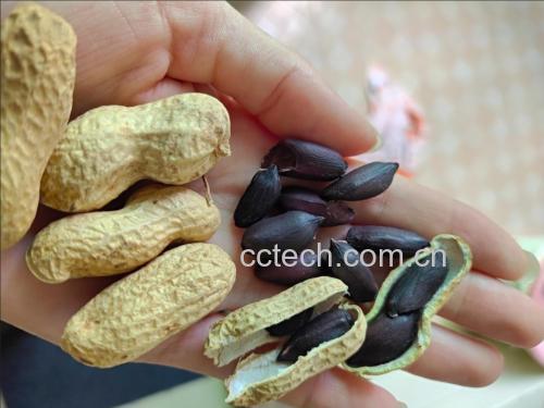生黑芝麻与熟黑芝麻对比图