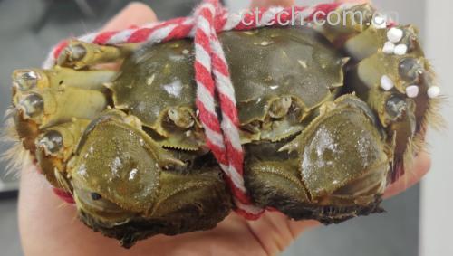 远海梭子蟹蟹籽特写照片