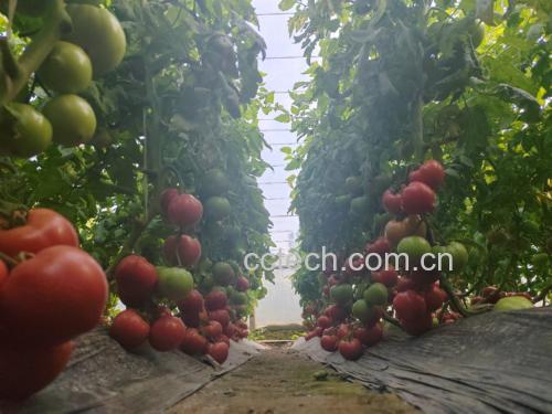 铁皮西红柿在阳光下的果园中成熟
