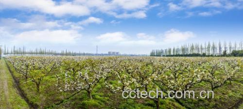 绥中白梨果园实景图