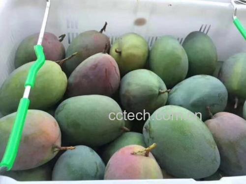 家庭厨房中摆放不同成熟阶段的凯特芒对比图
