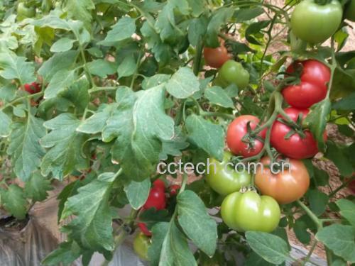 普罗旺斯西红柿植株与果实特写