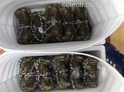 大闸蟹与梭子蟹选购对比图