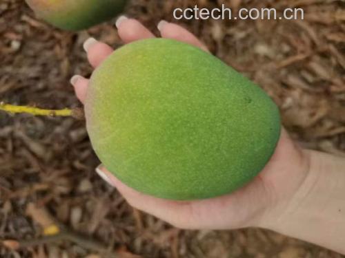 小台芒与其他水果营养对比图表