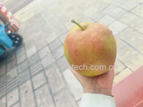 实验室研究人员分析雪梨成分图