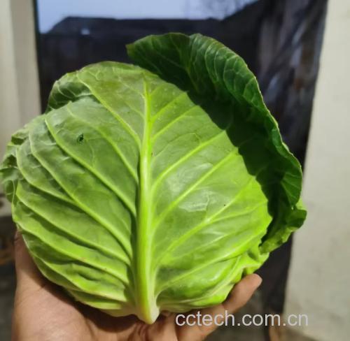 羽衣甘蓝特写