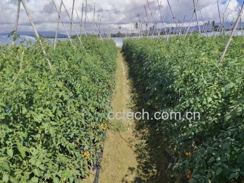 不同颜色西红柿横切对比图