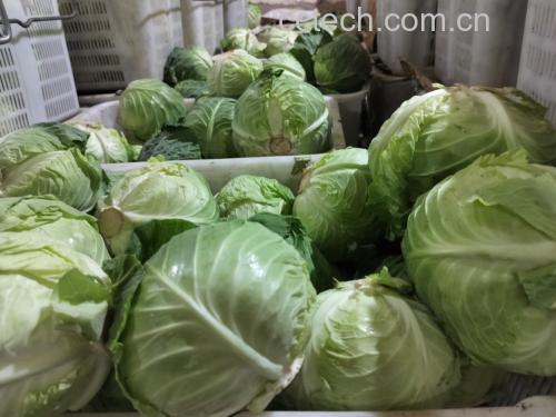 甘蓝选购指南图示