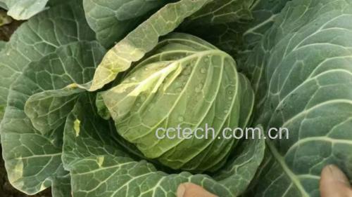 羽衣甘蓝与羽衣甘蓝粉对比图