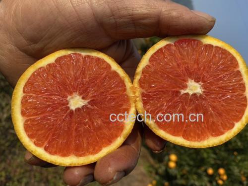 红心脐橙与黄心脐橙切面对比图