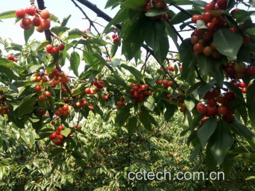 山东果园中的先锋樱桃树挂满红润果实