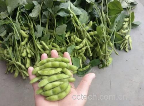 白扁豆实物图