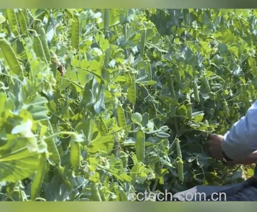 白扁豆田间种植图