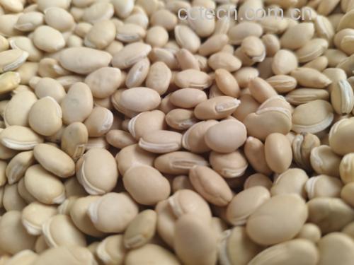 白扁豆和豆包成品对比图