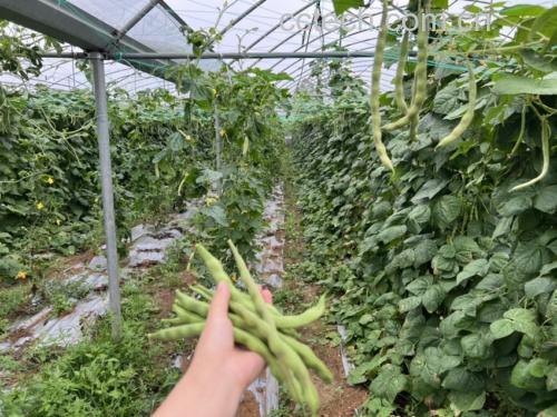 白扁豆原豆与成品对比图