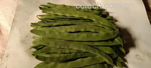 扁豆叶子特写