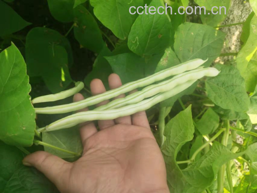 白扁豆花的植物形态