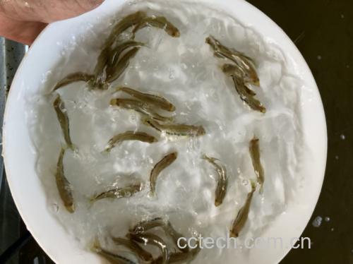 白扁豆清洗与浸泡过程