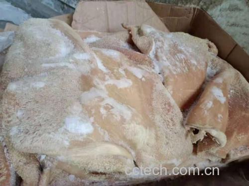 白芷炖猪肚成品图
