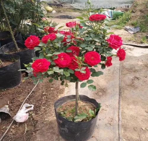 植物对比图