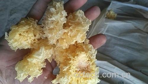 银耳撕朵过程特写