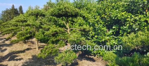 罗汉松植株特写，展示其红色种托与顶部种子结构