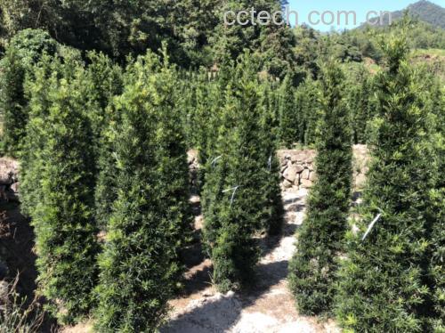 家庭庭院中的罗汉松盆景，旁边有儿童玩耍场景示意