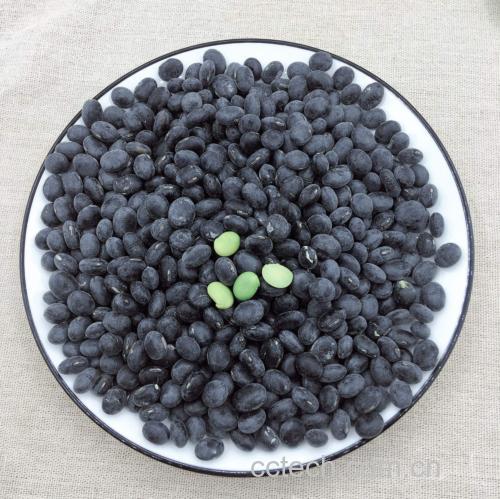 黑豆与其他彩色豆类对比图