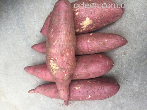 农贸市场摊位上摆放整齐的济薯25及包装标签特写